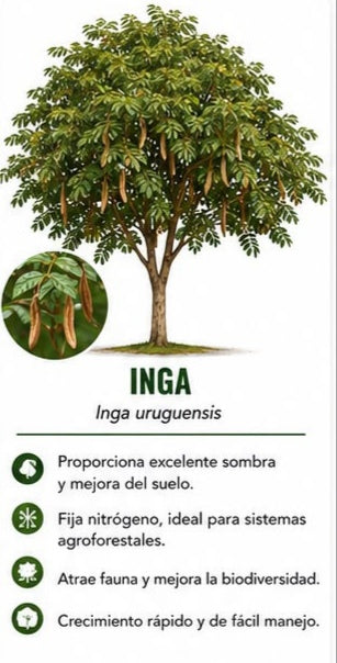 Arbol Inga