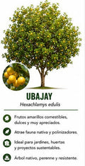 Árbol Ubajay
