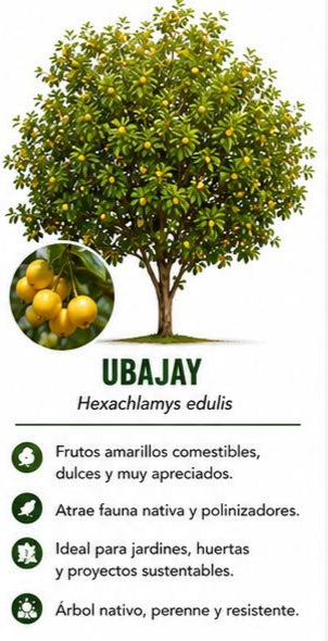 Árbol Ubajay