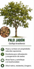 Árbol Palo Jabón