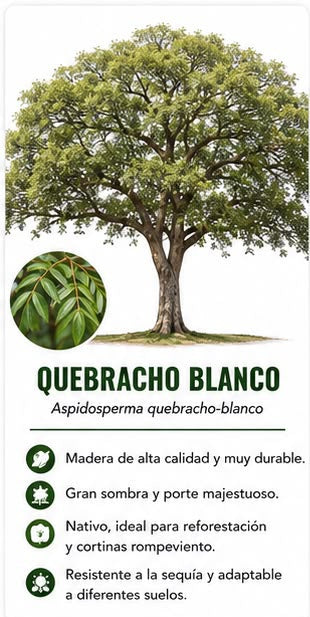 Árbol Quebracho Blanco