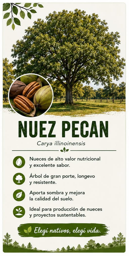 Árbol Nuez Pecan