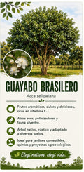 Árbol Guayabo Brasilero