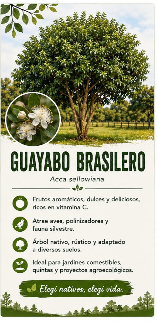 Árbol Guayabo Brasilero