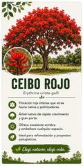 Árbol Ceibo Rojo